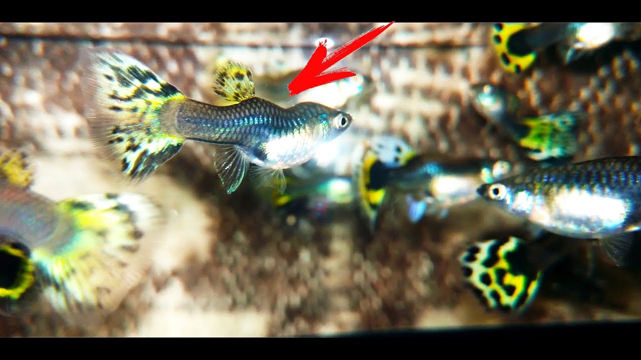 КРИВЫЕ РЫБКИ!!!