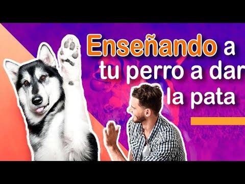 🐾CÓMO ENSEÑAR A TU PERRO A DAR LA PATA🐶