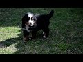 Perro de Montana Barnés puppy