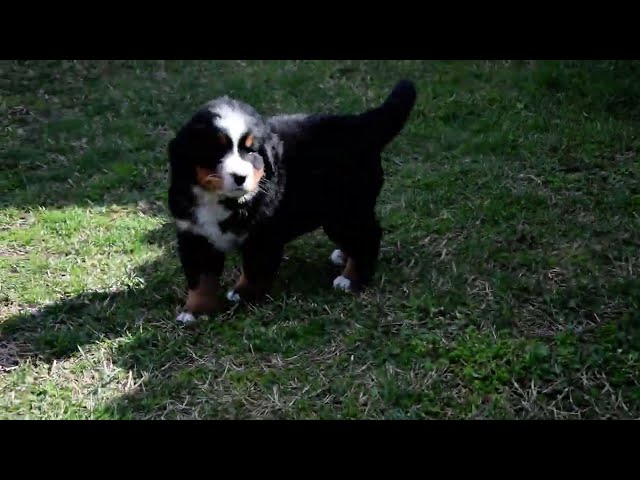 Perro de Montana Barnés cachorro en venta