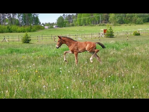 AnR Enduro, colt out of the legendery Finnländerin damline.
