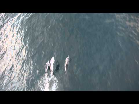Funny animal videos - Dolphin'S Speed