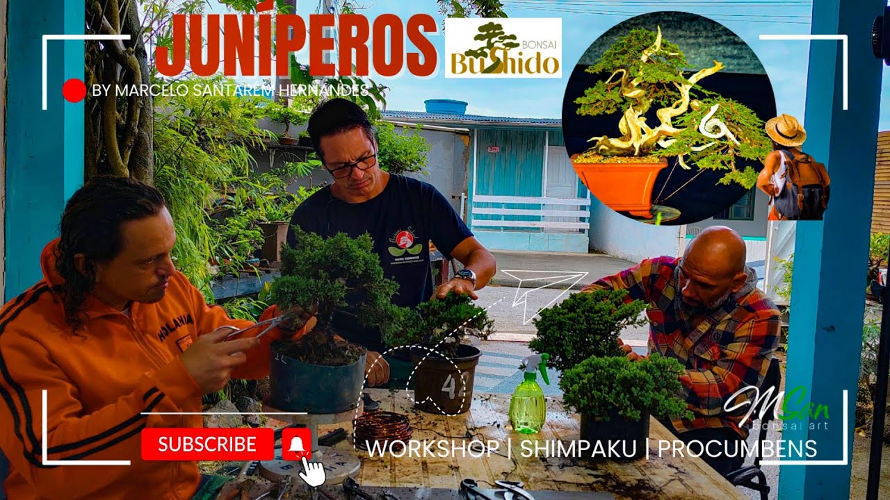 Aula Completa | Juníperos | Workshop | Bonsai