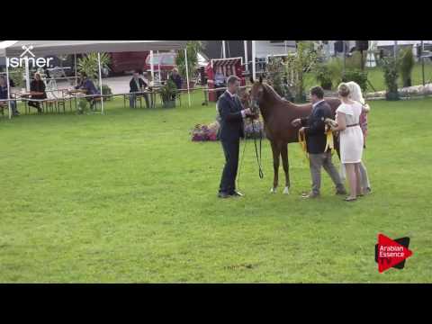 1 st place  N.46 GALLIANO J - Ströhen 2017 C-Show - Junior Colts Championship (Class 17)