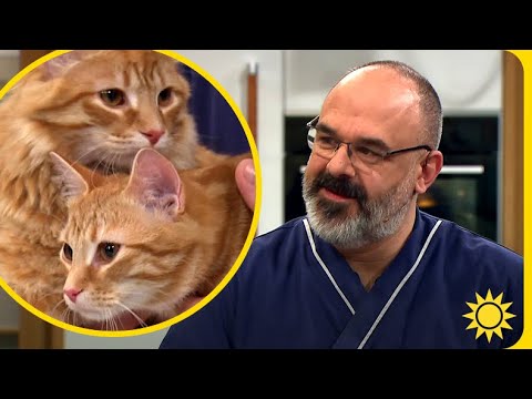 Veterinären: Så går det till när du kastrerar din katt - Nyhetsmorgon (TV4)