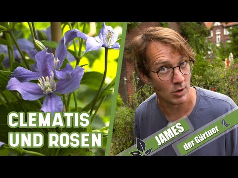So macht man aus Rosen und Clematis ein Traumpaar | James der Gärtner