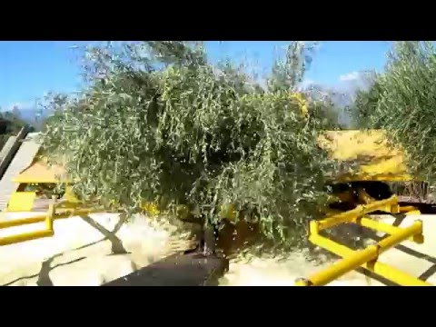 Afron olive harvesting machine logo