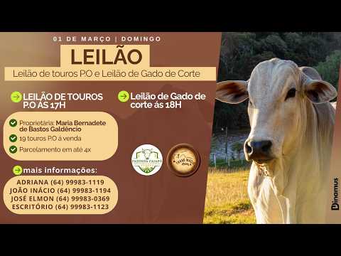 Leilão de Gado em MORRINHOS-GO, 01/03/2026  TransInácio Leilão - 18:00 Hs - Presencial e virtual.