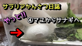 【サラリアかんさつ日誌】おカイコさんがやってきた!!命からの贈り物～④マユからサナギへ～