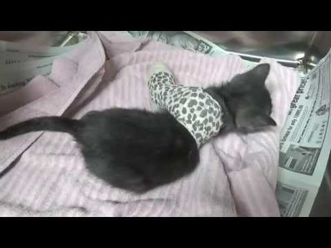 Kitten, Broken Leg