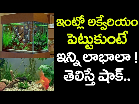 We Must Have a FISH Aquarium at Home and Office | Best Tips in Telugu | VTube Telugu Video