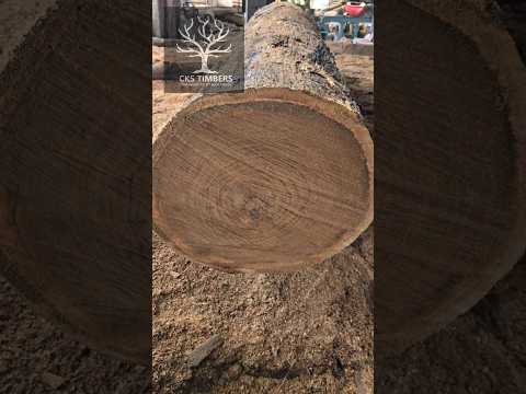 why  Nilambur teak? This is the reason #nilamburteak #teakwood #timber #carpenter #woodworking