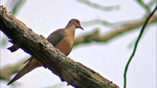 The Mastersons - "Time is Tender"