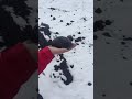 Volcanic ash behaving like a non newtonian fluid #shorts