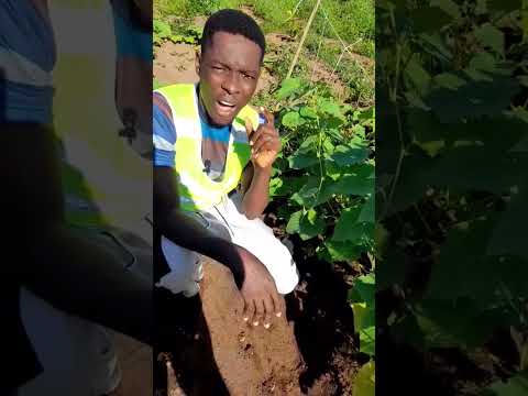 Yellow cucumber leaves? Don’t panic! Learn the easy fixes today!