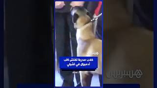 خلال حفل تخرج كلاب بوليسية.. كلبان مدربان على كشف المخدرات يهاجمان نائب أدميرال thumbnail