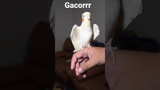 Download lagu Burung Falk Parkit Australia Gacor #parkitaustralia #cockatiel #falk mp3