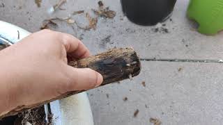 dracaena root rot