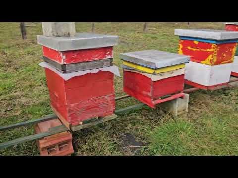 Skratio sam Pcele i Leglo... 31.1.2026...