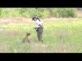 Dobermans Training for Human Remains Detection ...