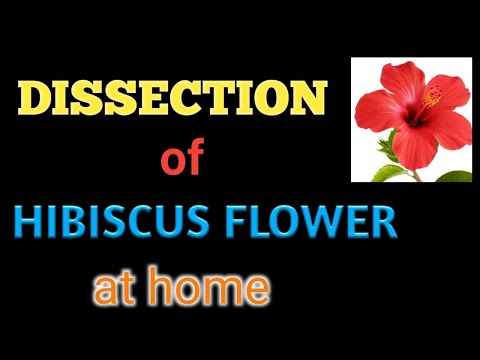 Dissection of Hibiscus Flower at Home (Shruti on Edubics)