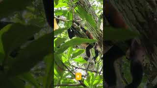 We Found MONKEYS on Our First Hike! 🐒 | National Geographic Cruise review 2025