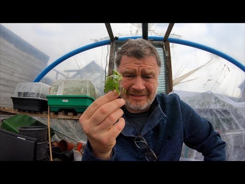 download lagu mp3 mp4 Purchase Tomato Plants Online, download lagu Purchase Tomato Plants Online gratis, unduh video klip Purchase Tomato Plants Online