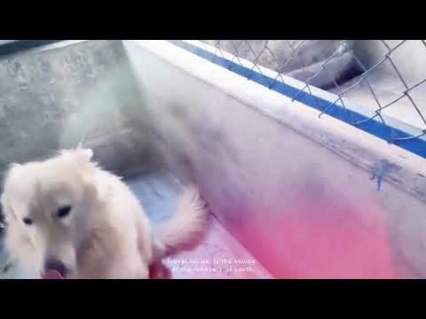 German shepherd male size for sale contract number 9711468123