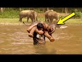 A Man Rescues Drowning Baby Elephant  Then the Herd Surprises Everyone with an Unexpected Response