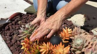 Succulent Planting Tips