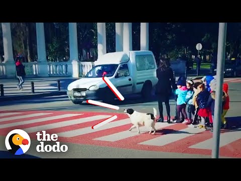 This Stray Dog Has a Heart of Gold!