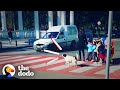 Stray Dog Helps Kids Safely Cross The Street | The Dodo