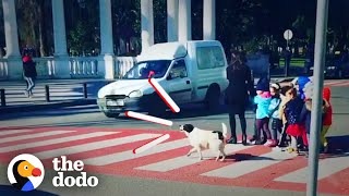 Stray Dog Helps Kids Safely Cross The Street | The Dodo by The Dodo