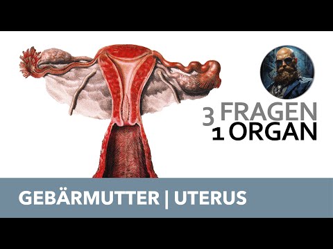3 Fragen 1 Organ Gebärmutter, Uterus | Anatomie Prüfung