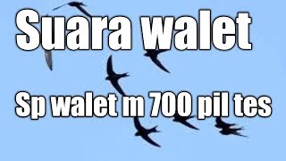 Download lagu Suara walet terbaik 2019 copy cd full durasion mp3 Download lagu Suara walet terbaik 2019 copy cd full durasion mp3