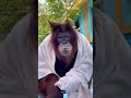 Orangutan Monyet Bisa Mandi Sendiri Pinter Yah