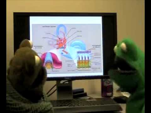 Vestibular System CSD-411 Video Module