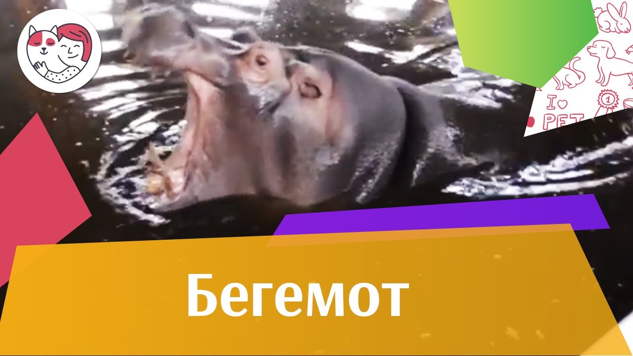 Бегемот на ilikepet