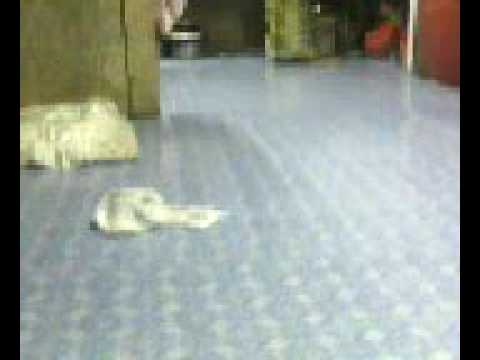 Magic Budak Sekolah Guai 1