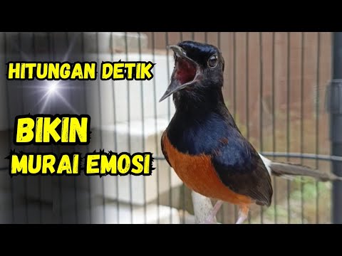 AWAS🔥murai batu gacor AMPUH BUAT PANCINGAN MURAI BATU MENJADIKAN murai batu agar cepat bunyi NYAUT