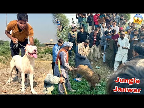  BASSAM KY FARM PY JUNGLE JANWAR AA GYA😱