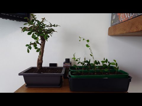 Chinese Elm Bonsai - Taking Cuttings, Initial Prune and Repotting