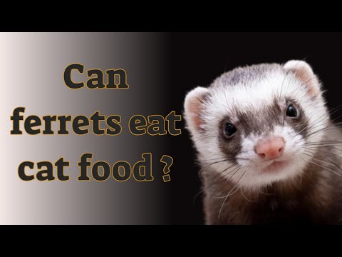 🐾 Can Ferrets Eat Cat Food?