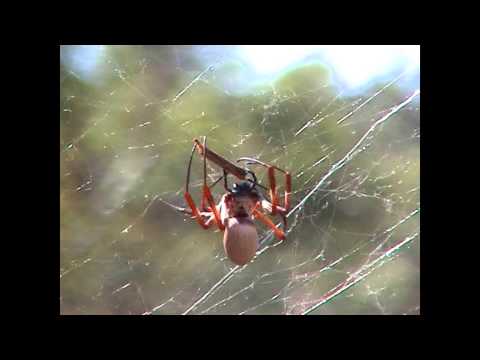 Australia - Kalbarri - Golden Orb Weaver