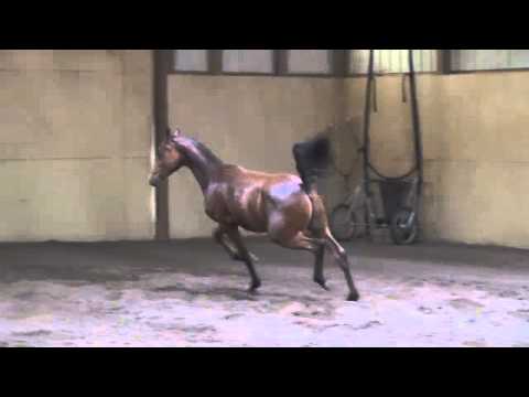 CurtisPaxton TheThird