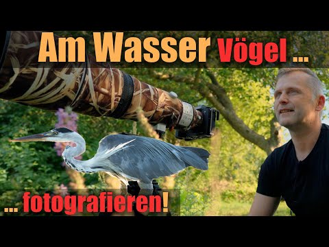 Vögel am Wasser fotografieren 📷 und beobachten! Den Graureiher mal anders fotografieren!