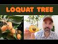 The Loquat Tree: Easy to Grow, Hard Not to Love