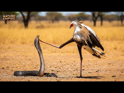 Le Coup Mortel | Secrétaire contre Cobra Royal dans la Savane (Documentaire Complet)