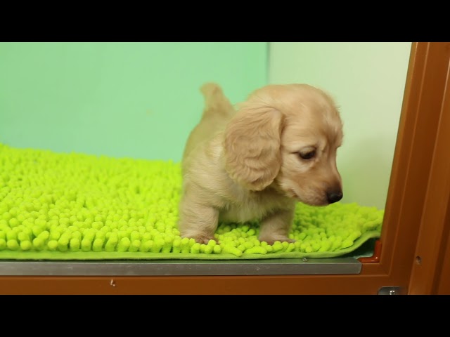 ブリーダー/ショップマロニエケンネル　MARRONNIER KENNELのダックスフンド・ミニチュア・ロングで番号が2751です