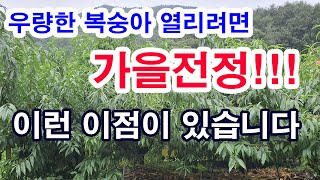 크고 우량한 복숭아 열리려면 가을 전정 해야. 복숭아재배, 복숭아전정, 복숭아 가을전정, 가을전정을 해야 하…